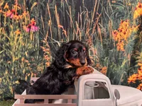 Greta, a female Miniature Dachshund for sale in Harrisonville, MO – 4 of 5