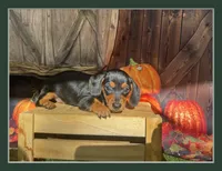 Missy, a female Miniature Dachshund for sale in Russellville, AR – 2 of 6