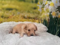 Baby, a female Maltipoo for sale in Bella Vista, AR – Photo 3 of 4