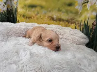 Baby, a female Maltipoo for sale in Bella Vista, AR – Photo 2 of 4
