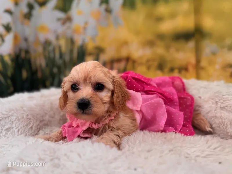 Baby – Maltipoo puppy for sale in Kansas City, MO