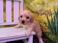 Baby, a female Maltipoo for sale in Kansas City, MO – Photo 2 of 4