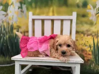 Baby, a female Maltipoo for sale in Harrisonville, MO – 2 of 3