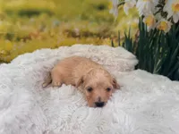 Baby, a female Maltipoo for sale in Bella Vista, AR – Photo 1 of 4