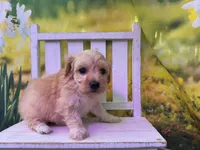 Baby, a female Maltipoo for sale in Kansas City, MO – Photo 4 of 4
