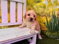 Baby, a female Maltipoo for sale in Kansas City, MO – Photo 3 of 4