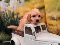 Baby, a female Maltipoo for sale in Harrisonville, MO – 3 of 3