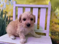 Baby, a female Maltipoo for sale in Kansas City, MO – Photo 1 of 4