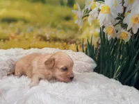 Baby, a female Maltipoo for sale in Bella Vista, AR – Photo 4 of 4