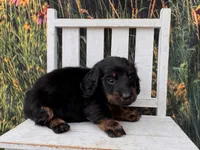 Hank, a male Miniature Dachshund for sale in Russellville, AR – 2 of 2