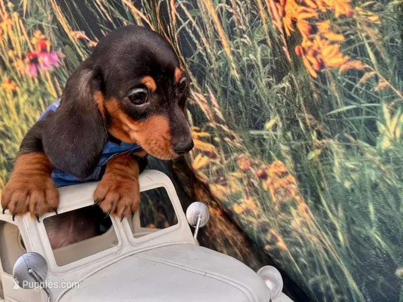 Tiny Fritz  – Miniature Dachshund puppy for sale in Russellville, AR