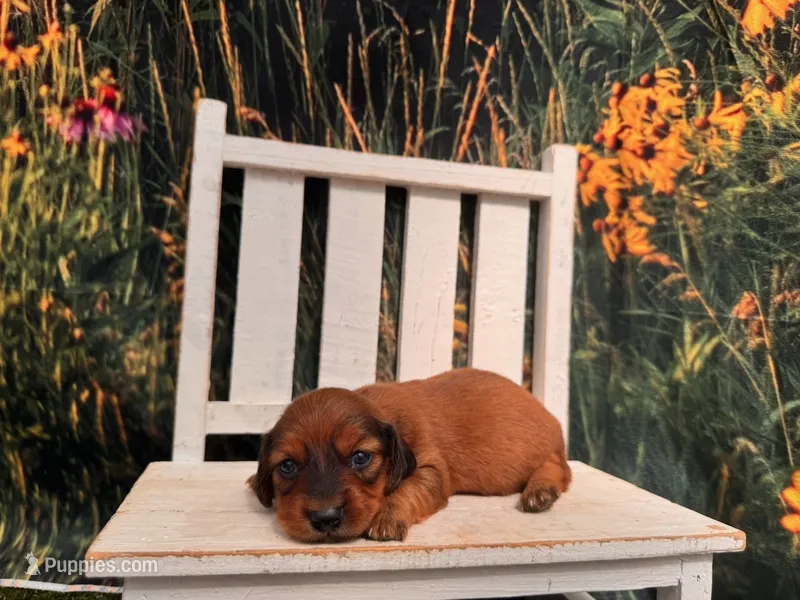 Lizzy – Miniature Dachshund puppy for sale in Russellville, AR