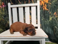 Lizzy, a female Miniature Dachshund for sale in Russellville, AR – 4 of 4