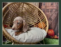Isabella, a female Miniature Dachshund for sale in Russellville, AR – 7 of 7