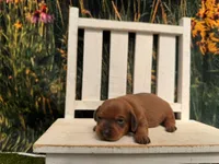 Ella, a female Miniature Dachshund for sale in Russellville, AR – 5 of 5