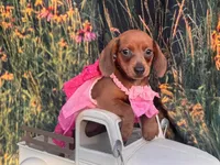 Ella, a female Miniature Dachshund for sale in Russellville, AR – 3 of 10