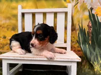 Molly, a female Miniature Dachshund for sale in Little Rock, AR – 3 of 3