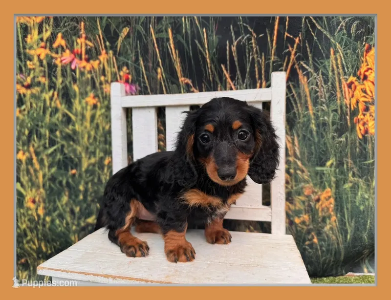 Greta Includes delivery to Tampa – Miniature Dachshund puppy for sale in Saint Petersburg, FL