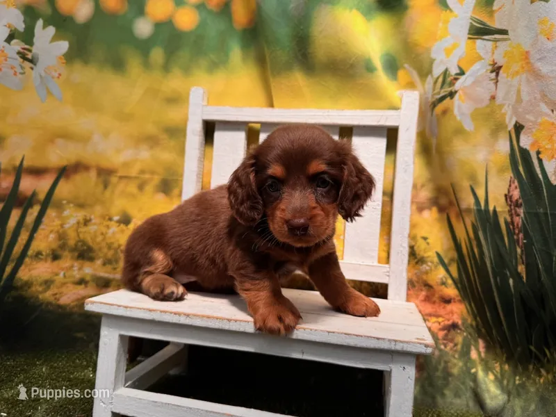 Rocky – Miniature Dachshund puppy for sale in Kansas City, KS