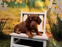 Rocky, a male Miniature Dachshund for sale in Kansas City, KS – 1 of 3