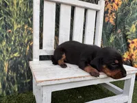 Luna, a female Miniature Dachshund for sale in Russellville, AR – 2 of 2
