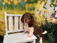 Can del. to KC or Springfield, Mo June 5 Hank, a male Miniature Dachshund for sale in Kansas City, KS – 3 of 3