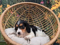Molly, a female Miniature Dachshund for sale in Bella Vista, AR – 2 of 4