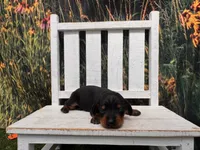 Louie, a female Miniature Dachshund for sale in Russellville, AR – 2 of 2