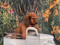 Lizzy , a female Miniature Dachshund for sale in Saint Petersburg, FL – 3 of 5