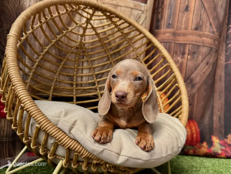 Isabella – Miniature Dachshund puppy for sale in Russellville, AR