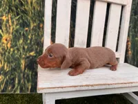 Bluey, a female Miniature Dachshund for sale in Russellville, AR – 2 of 3
