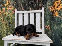 Benji, a male Miniature Dachshund for sale in Russellville, AR – 1 of 4