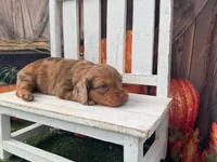 Dottie, a female Miniature Dachshund for sale in Russellville, AR – 3 of 4