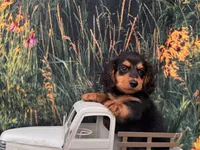 Winston, a male Miniature Dachshund for sale in Bella Vista, AR – 3 of 4