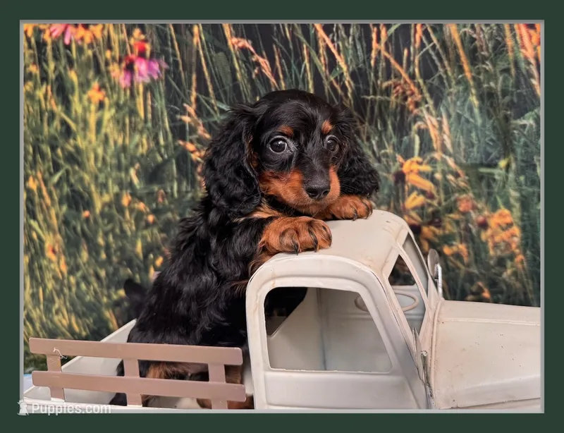 Greta – Miniature Dachshund puppy for sale in Russellville, AR