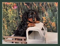 Greta, a female Miniature Dachshund for sale in Harrisonville, MO – 1 of 5