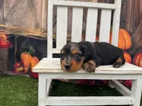 Lizzy, a female Miniature Dachshund for sale in Russellville, AR – 2 of 3
