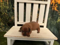 Ella, a female Miniature Dachshund for sale in Russellville, AR – 4 of 5