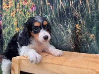 Molly, a female Miniature Dachshund for sale in Bella Vista, AR – 1 of 4