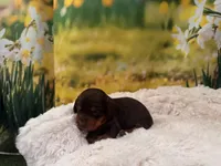 Hershey, a male Miniature Dachshund for sale in Kansas City, MO – Photo 2 of 5