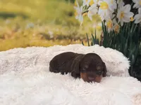 Hershey, a male Miniature Dachshund for sale in Kansas City, MO – Photo 3 of 5