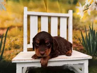 Hershey, a male Miniature Dachshund for sale in Harrisonville, MO – 2 of 2