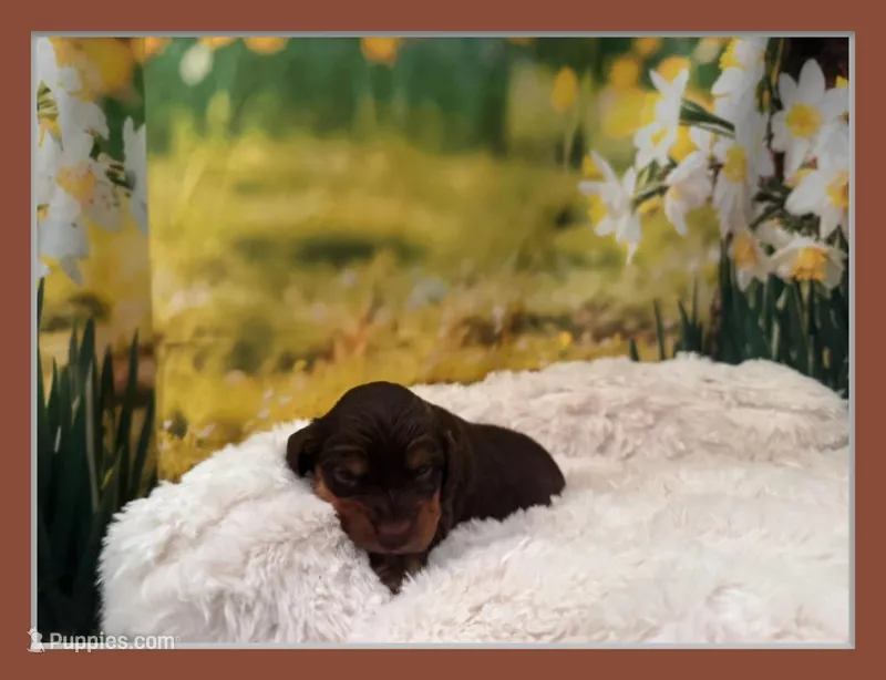 Hershey – Miniature Dachshund puppy for sale in Kansas City, MO