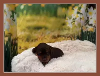 Hershey, a male Miniature Dachshund for sale in Kansas City, MO – Photo 1 of 5