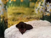 Hershey, a male Miniature Dachshund for sale in Kansas City, MO – Photo 5 of 5