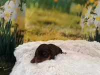 Hershey, a male Miniature Dachshund for sale in Kansas City, MO – Photo 4 of 5