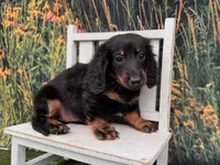 Hank, a male Miniature Dachshund for sale in Harrisonville, MO – 3 of 4