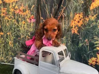 Lizzy , a female Miniature Dachshund for sale in Russellville, AR – 3 of 8
