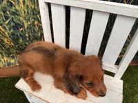 Barney, a male Miniature Dachshund for sale in Harrisonville, MO – 5 of 5