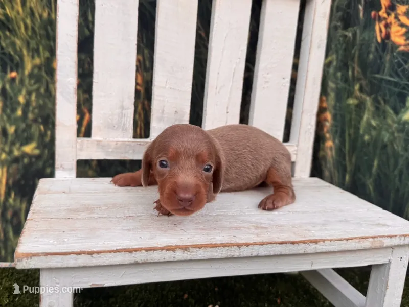 Bluey – Miniature Dachshund puppy for sale in Russellville, AR